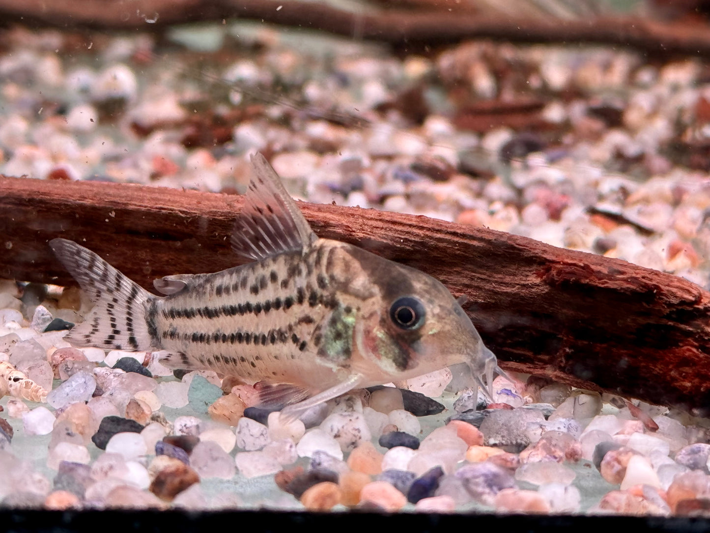 Bänder Panzerwels Hoplisoma Corydoras schwartzi