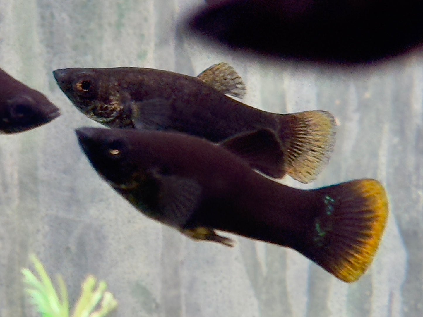 Black Molly Poecilia sphenops