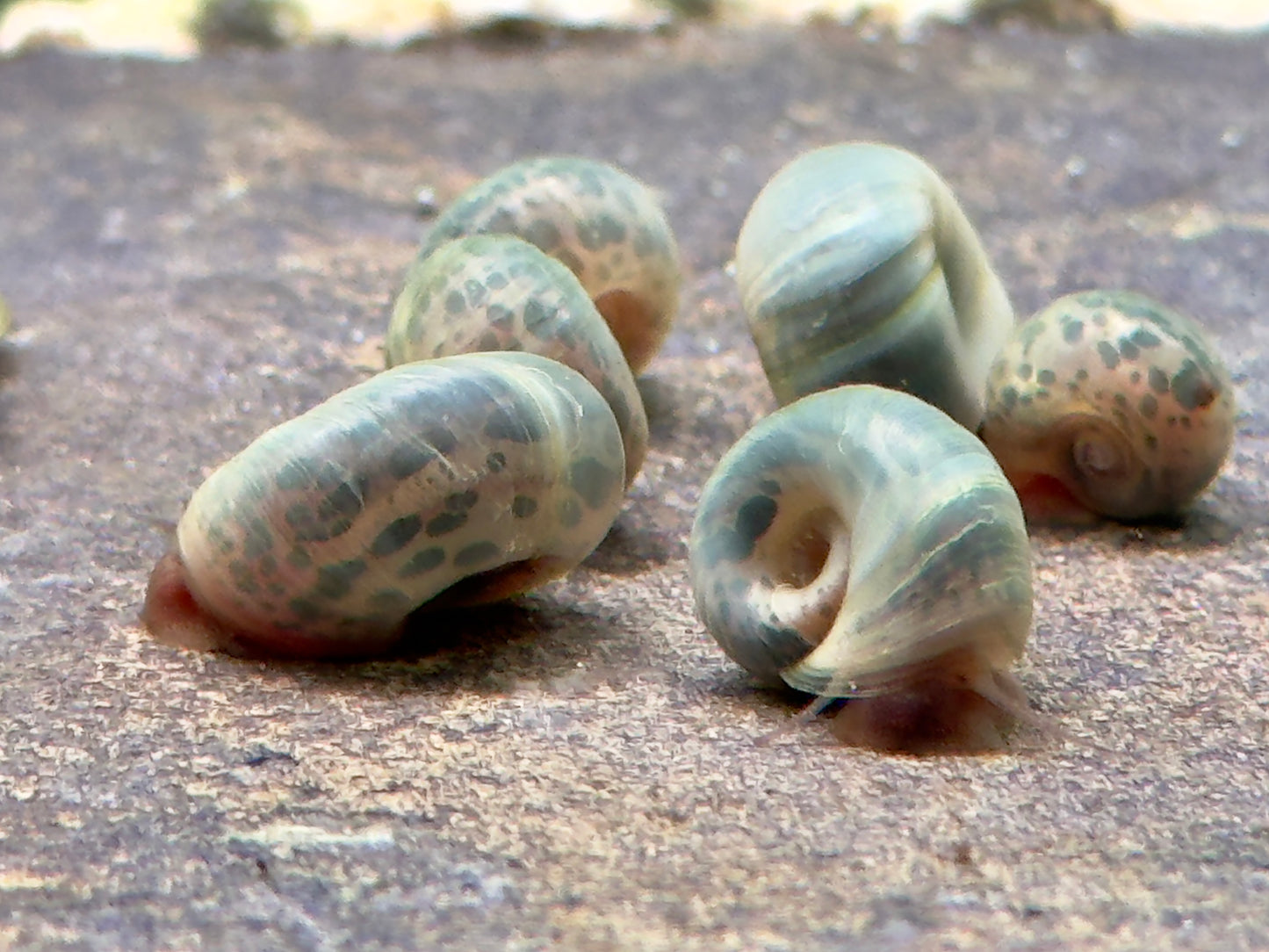 Blaue Posthornschnecke Planorbella duryi