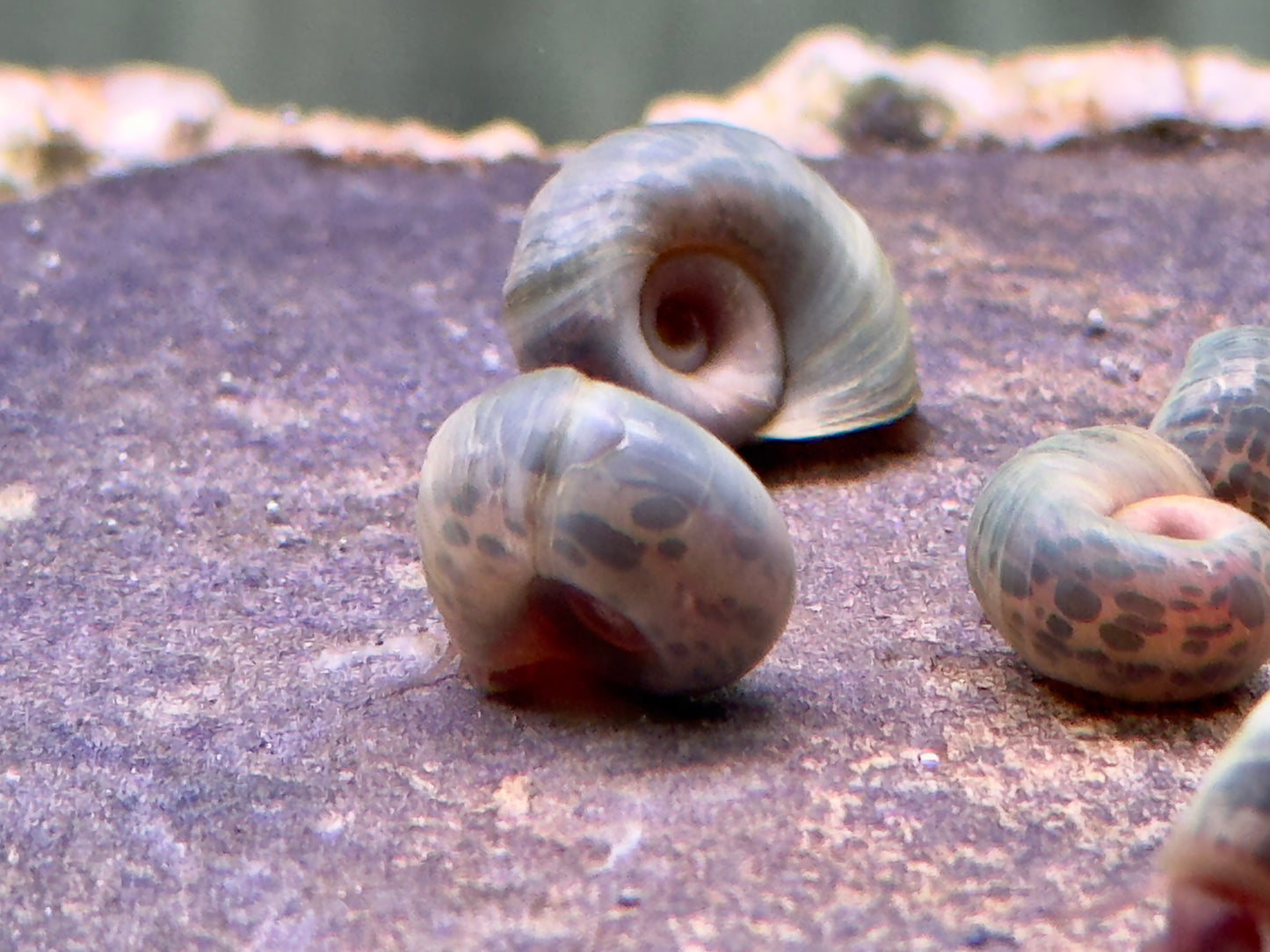 Blaue Posthornschnecke Planorbella duryi