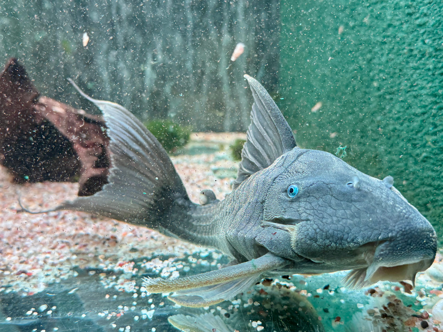 Blauaugen Harnischwels Panaque suttoni 20-22cm