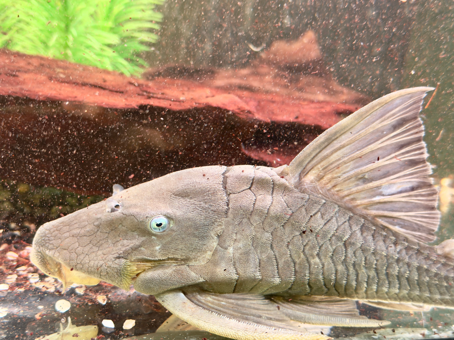 Blauaugen Harnischwels Panaque suttoni 22-25cm
