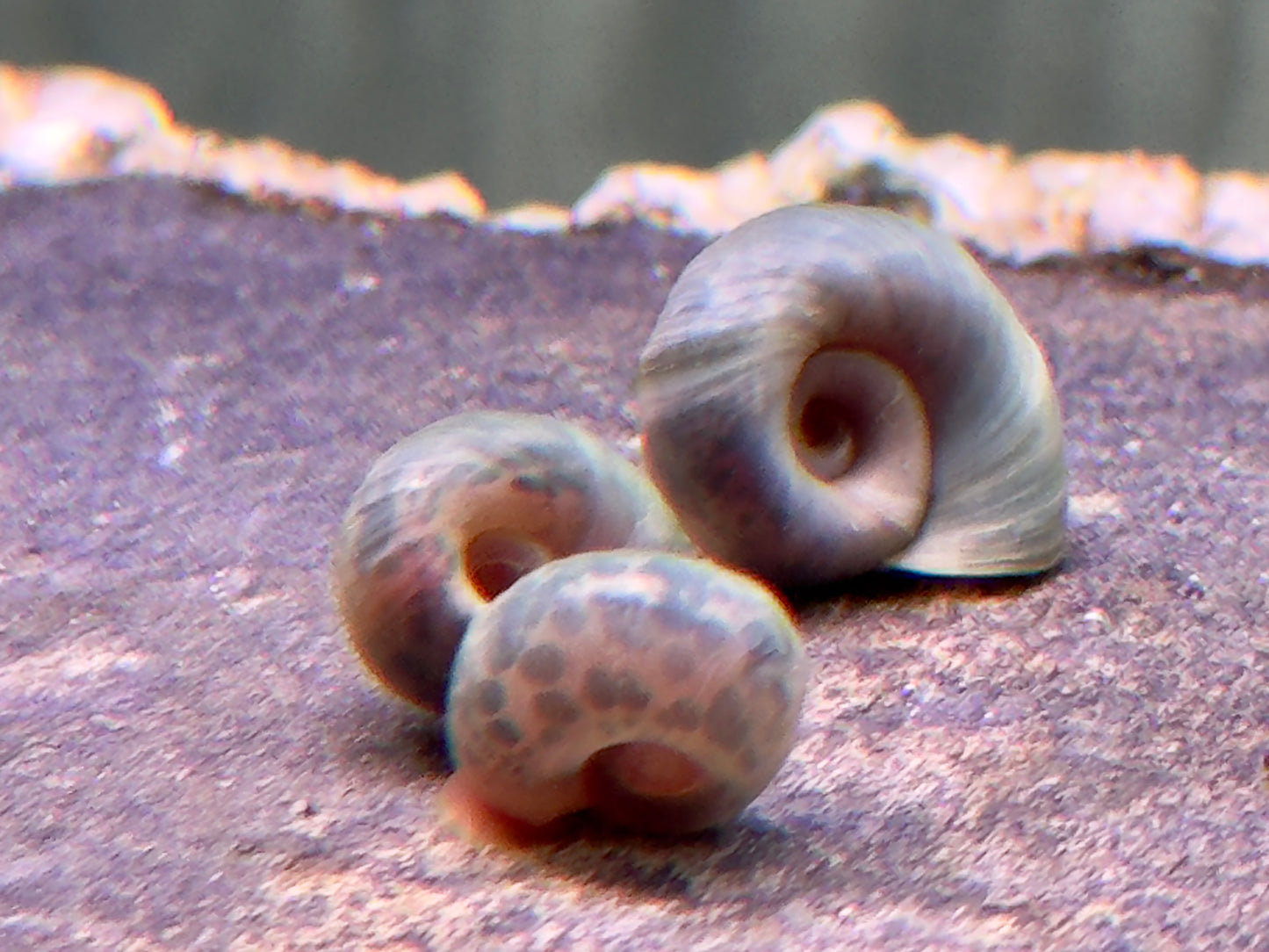 Blaue Posthornschnecke Planorbella duryi