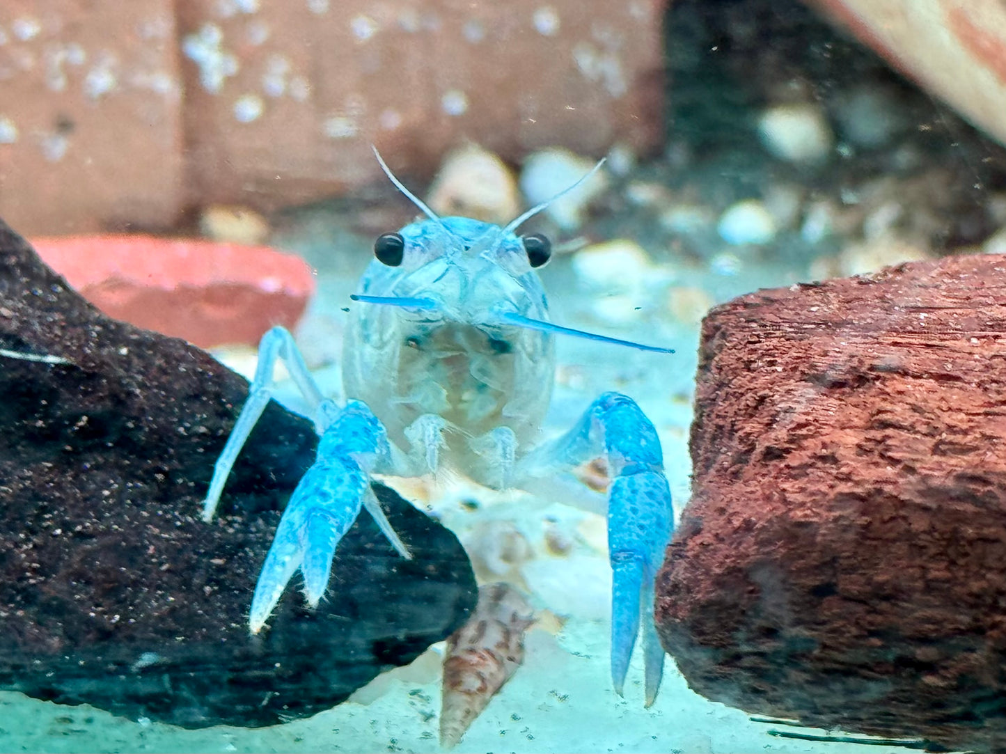 Blauer Floridakrebs Procambarus alleni