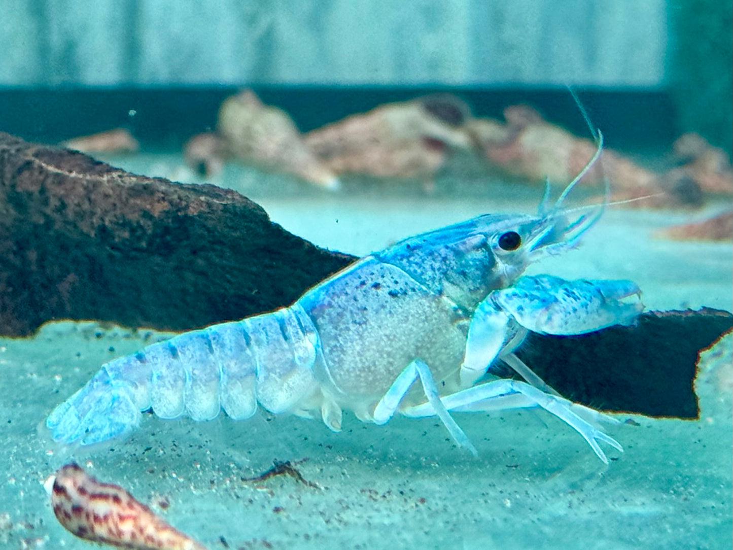Blauer Floridakrebs Procambarus alleni