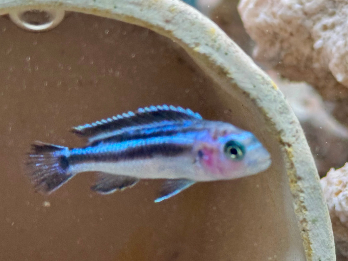 Blauer Johanni Melanochromis maingano 4-5 cm