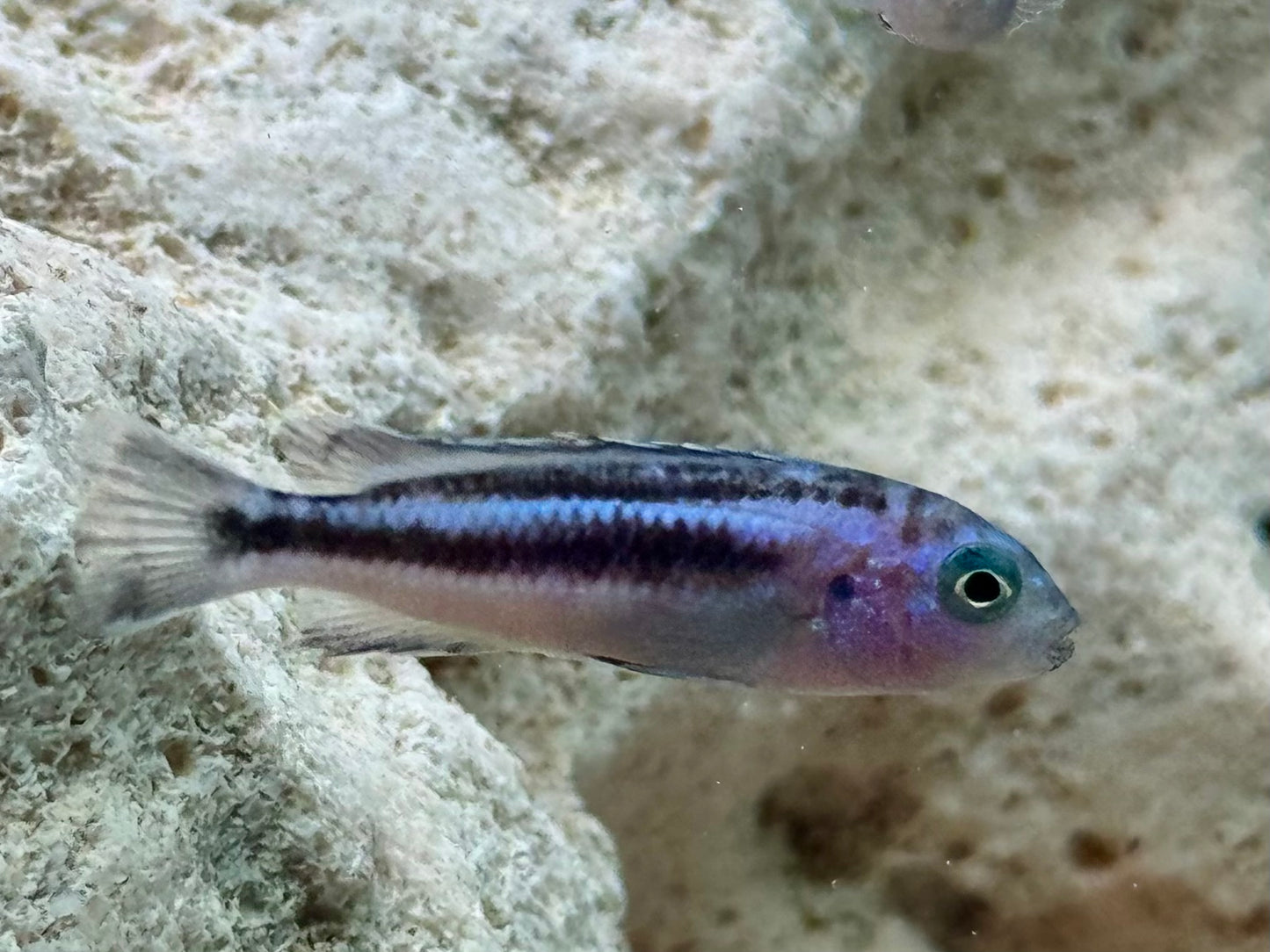 Blauer Johanni Melanochromis maingano 4-5 cm