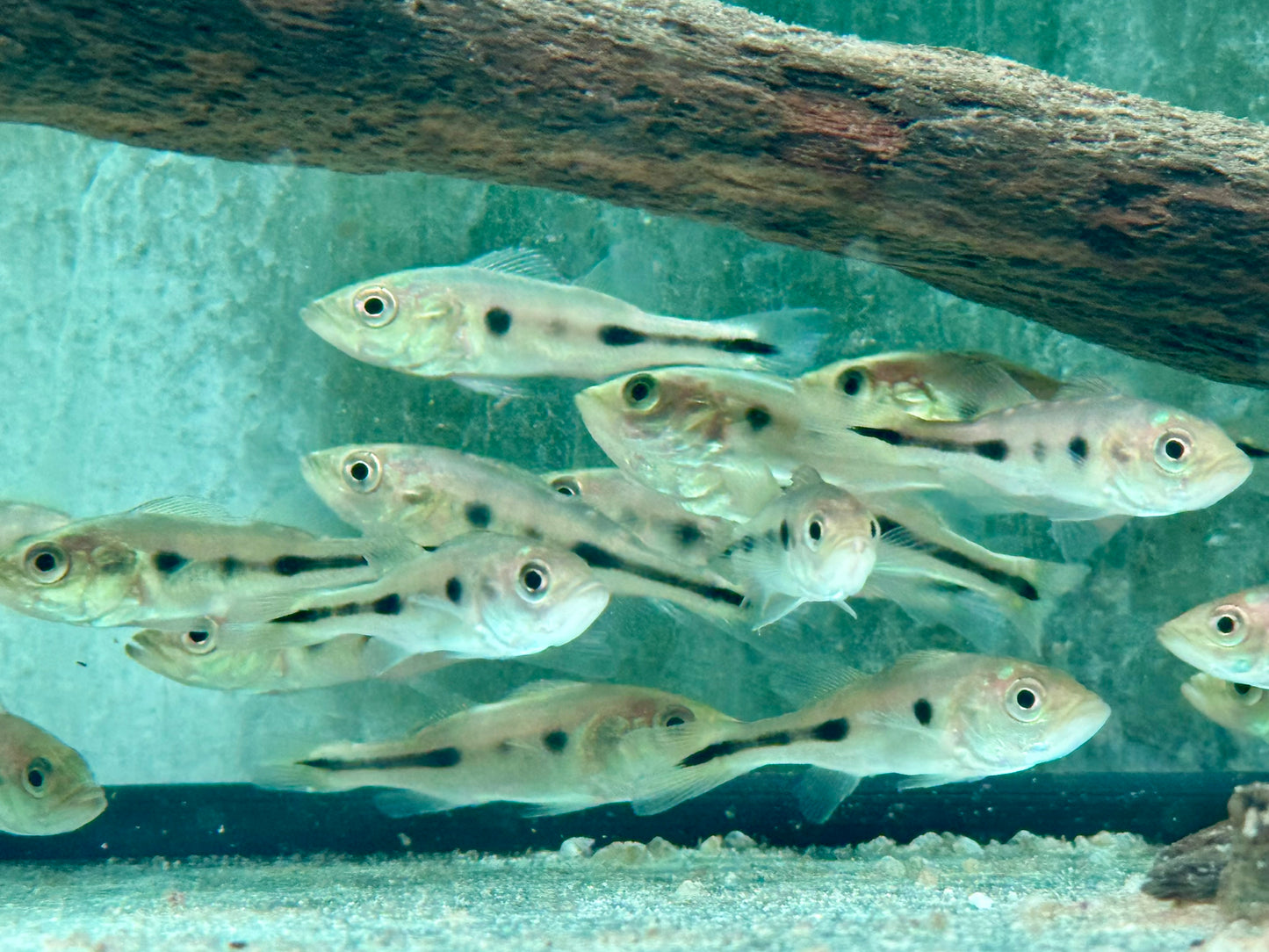 Blauer Kammbuntbarsch Cichla piquiti azul
