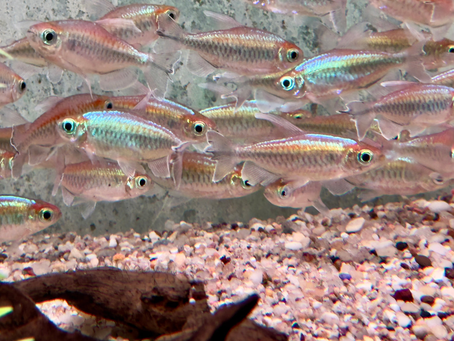Blauer Kongosalmler Männchen Phenacogrammus interruptus