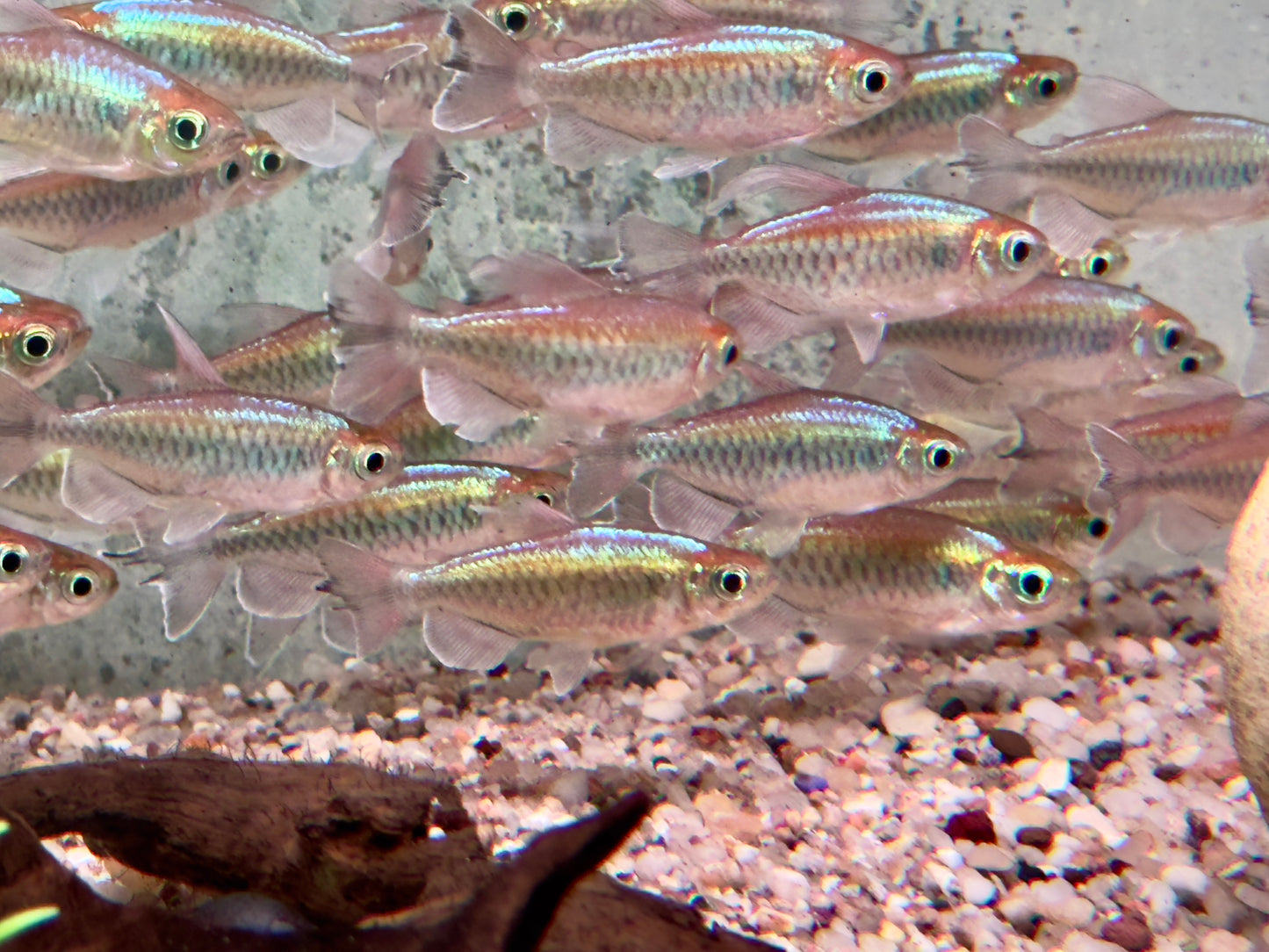Blauer Kongosalmler Männchen Phenacogrammus interruptus