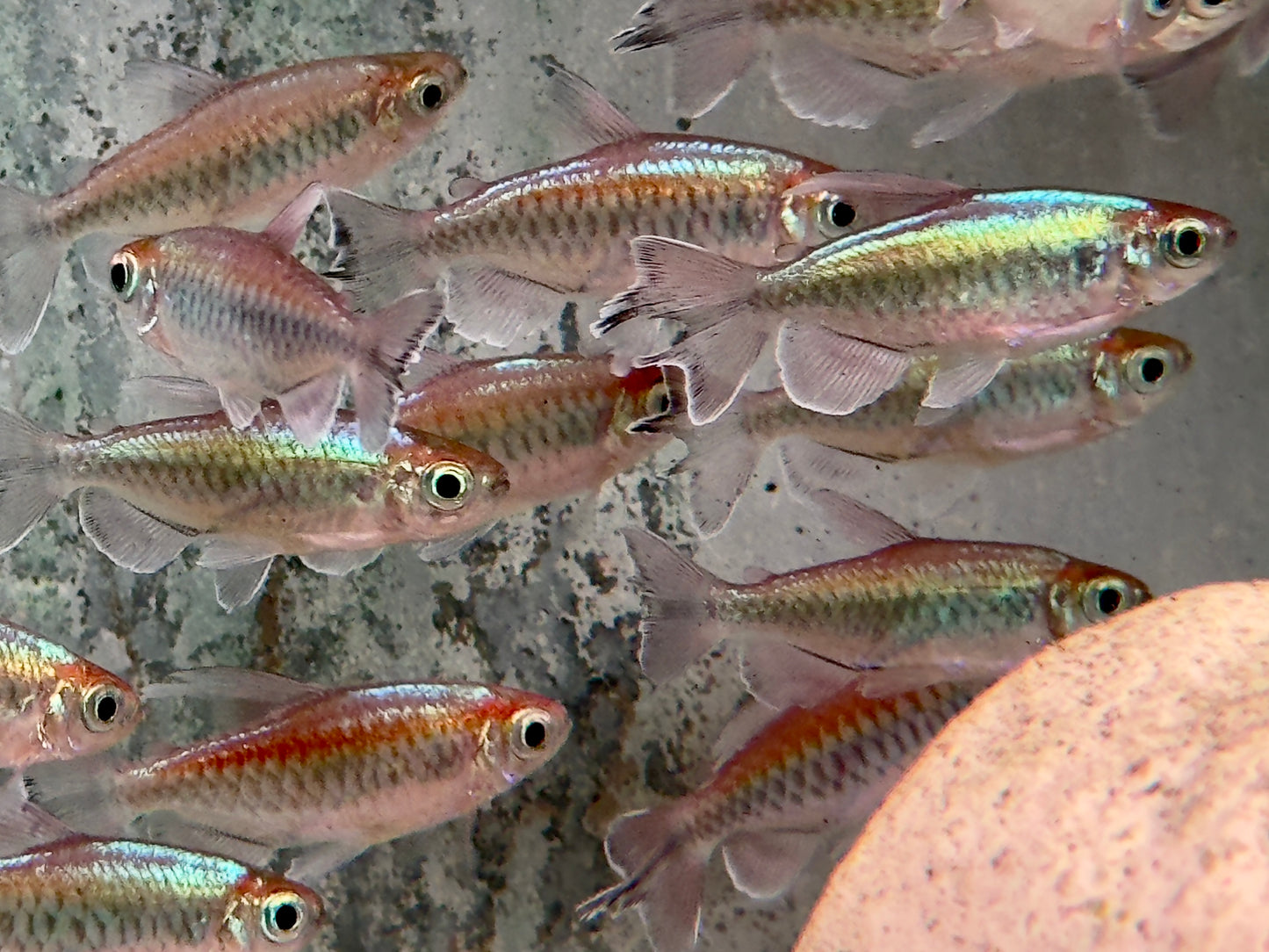 Blauer Kongosalmler Männchen Phenacogrammus interruptus