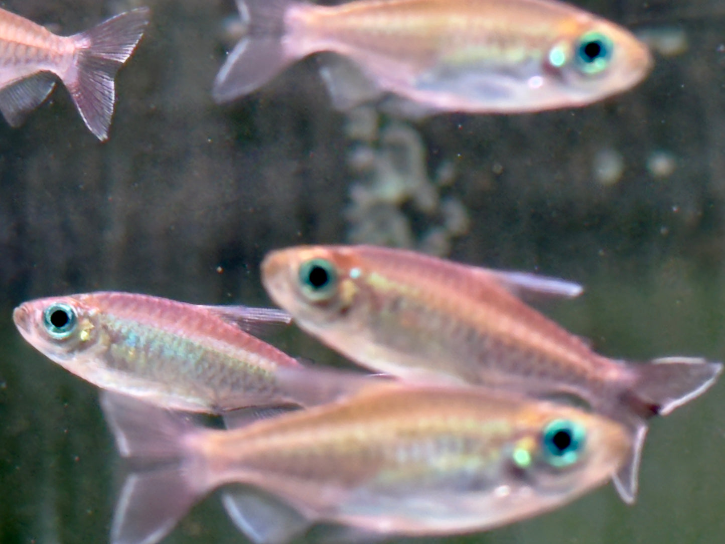 Blauer Kongosalmler Phenacogrammus interruptus