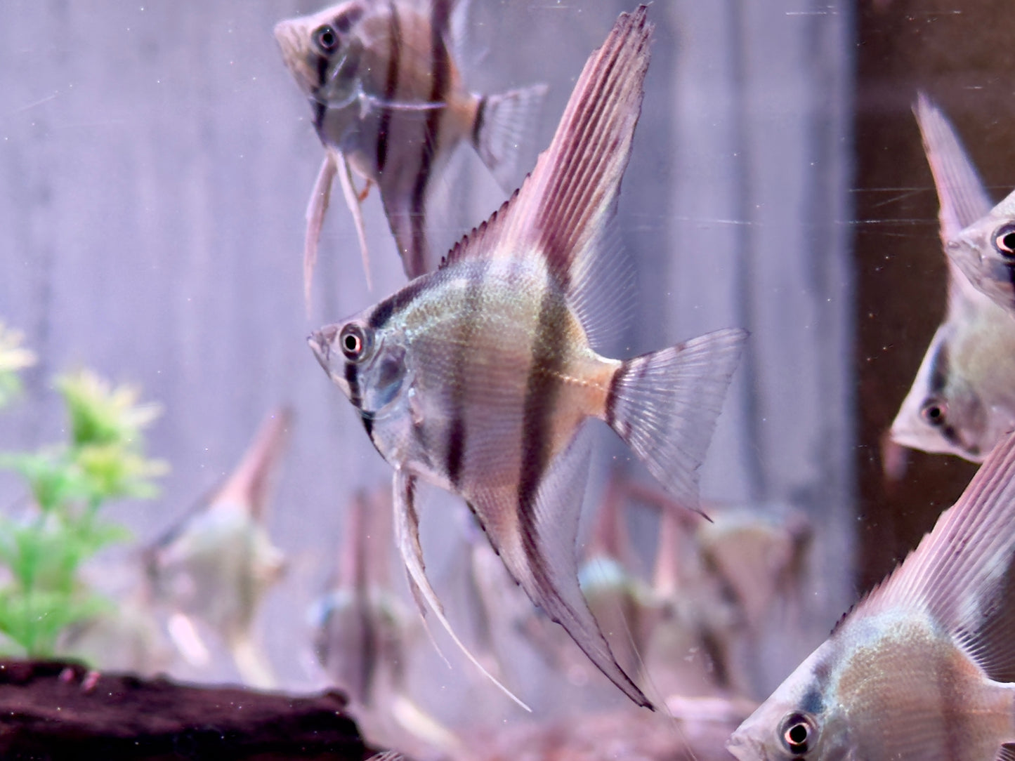 Blauer Natur Skalar Pterophyllum scalare