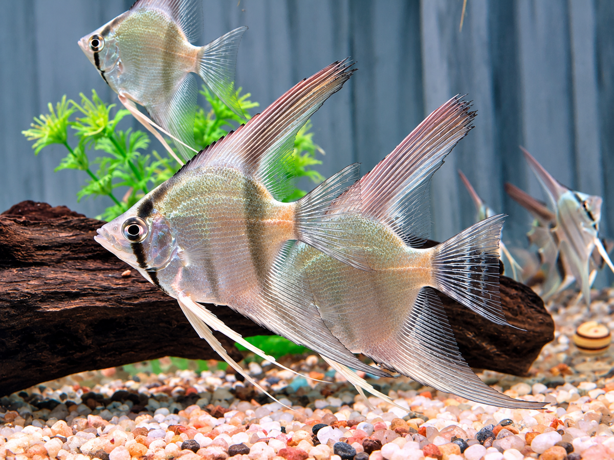 Blauer Natur Skalar Pterophyllum scalare