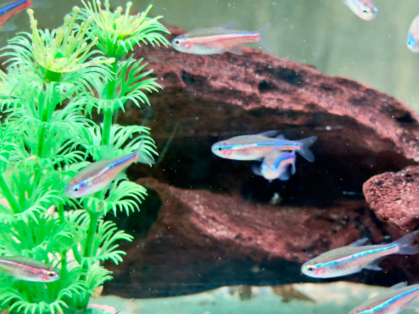 Blauer Neon Neonsalmler Paracheirodon simulans