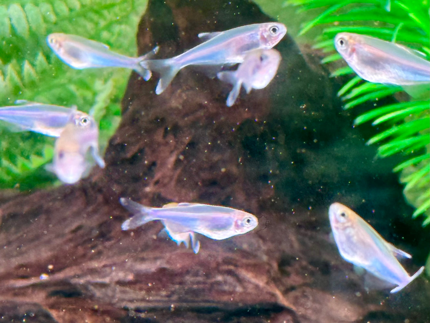 Blauer Perusalmler Knodus borki Boehlkea fredcochui
