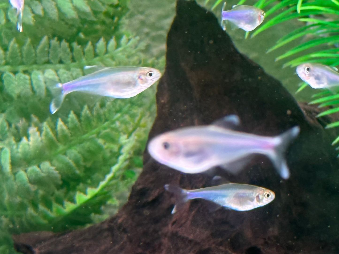 Blauer Perusalmler Knodus borki Boehlkea fredcochui