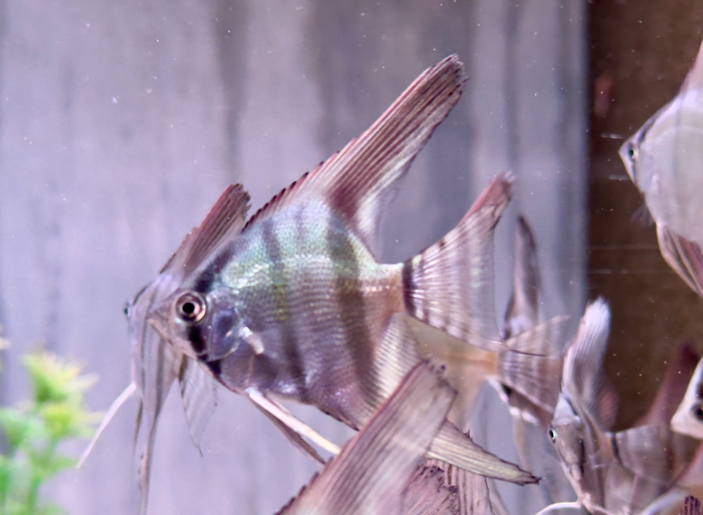 Blauer Natur Skalar Pterophyllum scalare