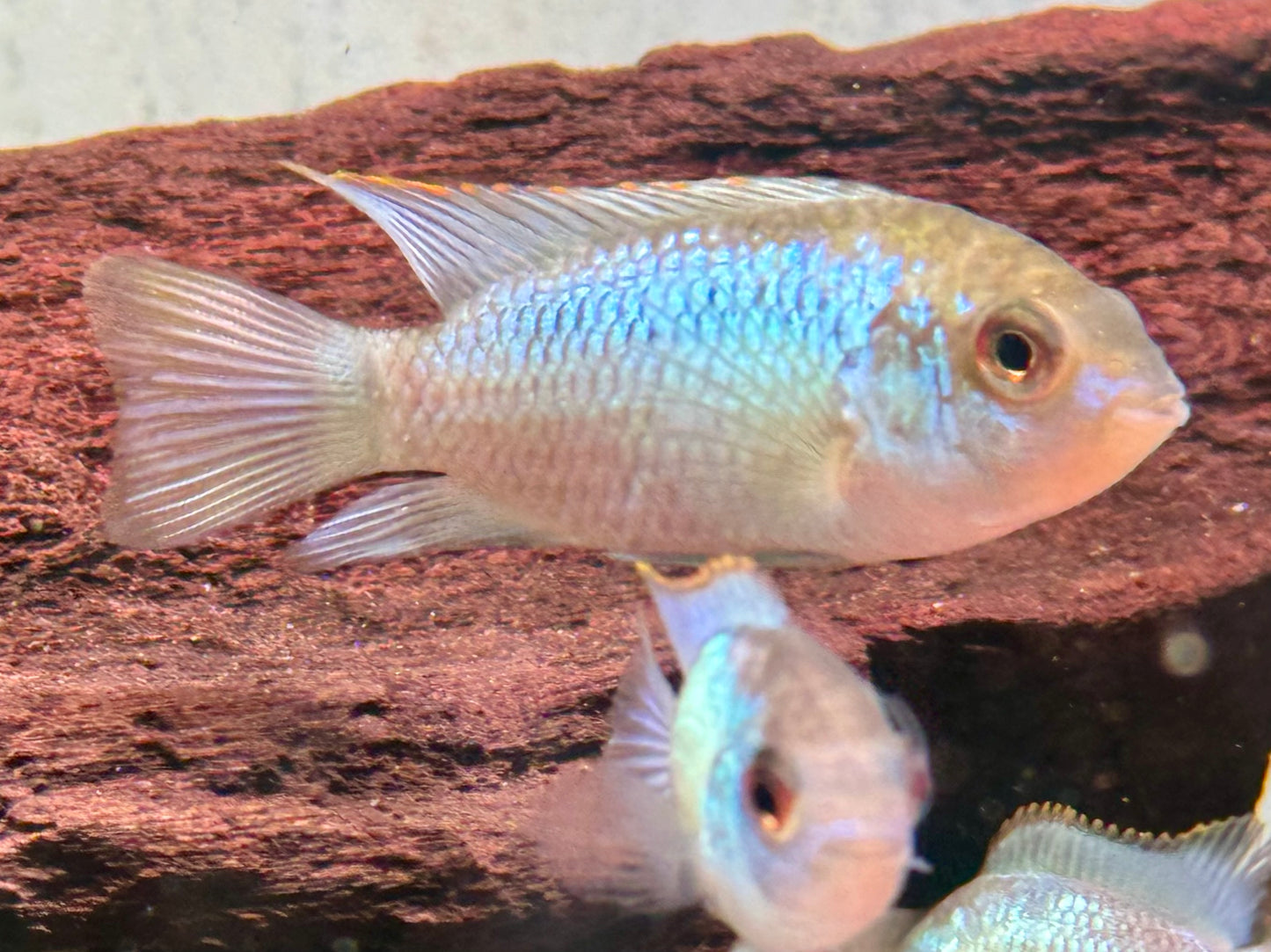 Blaupunktbuntbarsch Neonblau Aequidens Andinoacara pulcher