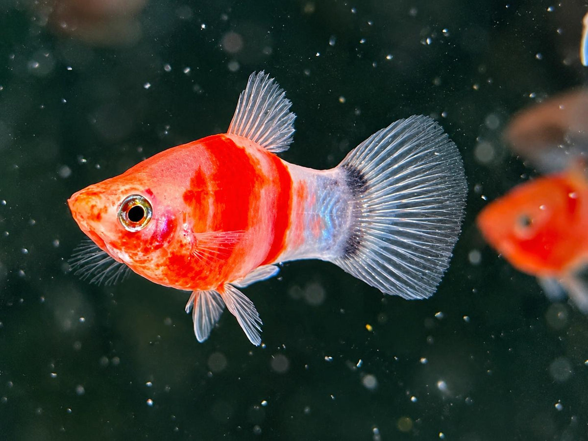 Bleeding Heart Mickey Mouse Platy Xiphophorus maculatus