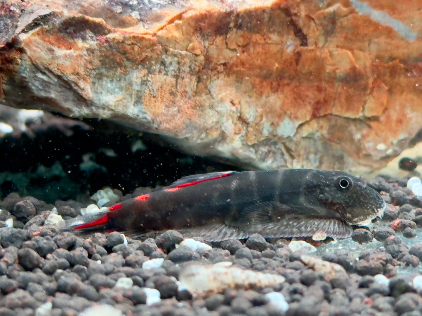 Bloody Mary Flossensauger Gastromyzon sp.
