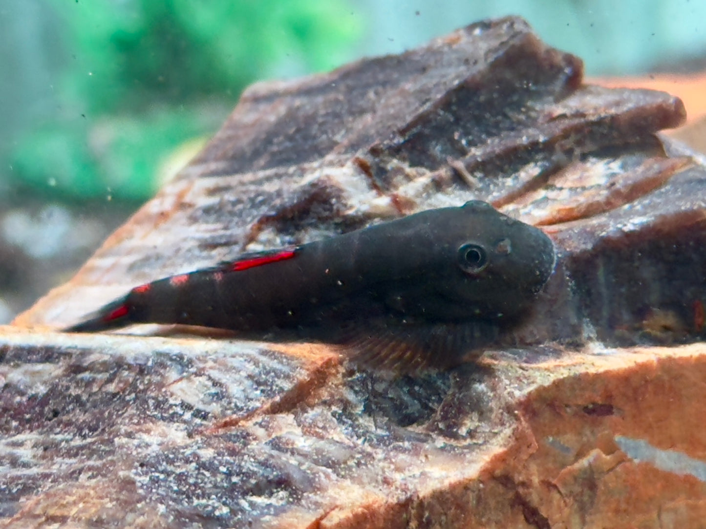 Bloody Mary Flossensauger Gastromyzon sp.