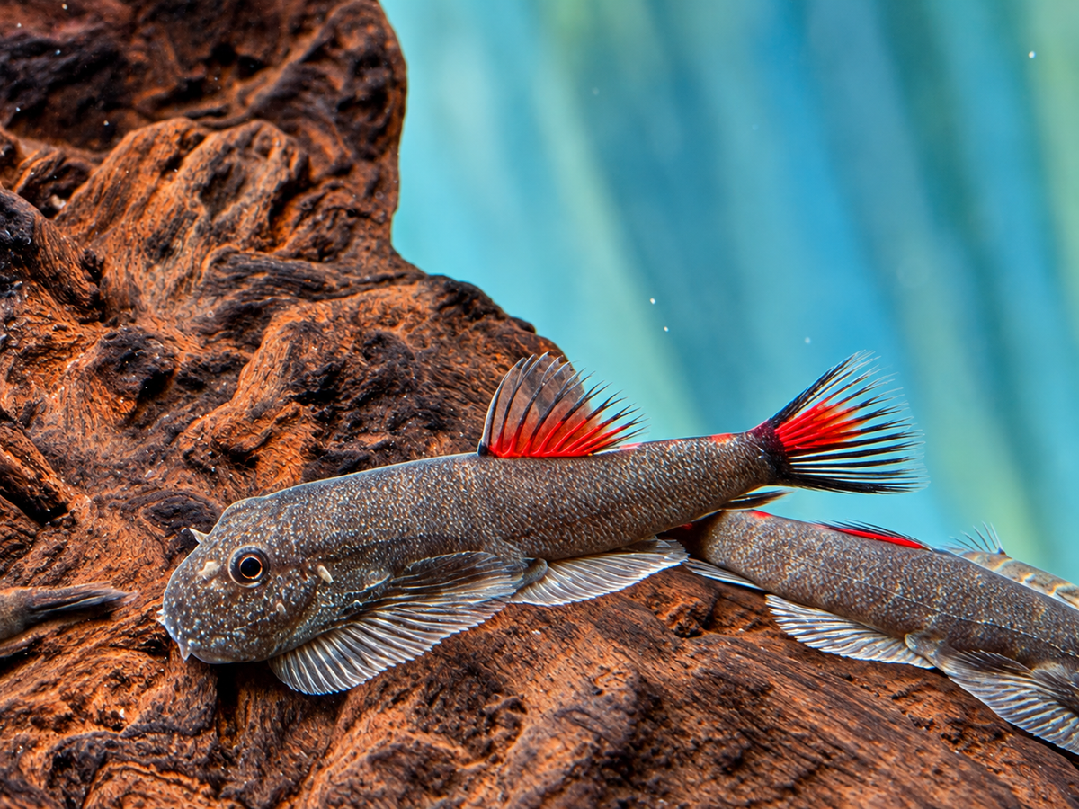 Bloody Mary Flossensauger Gastromyzon sp.