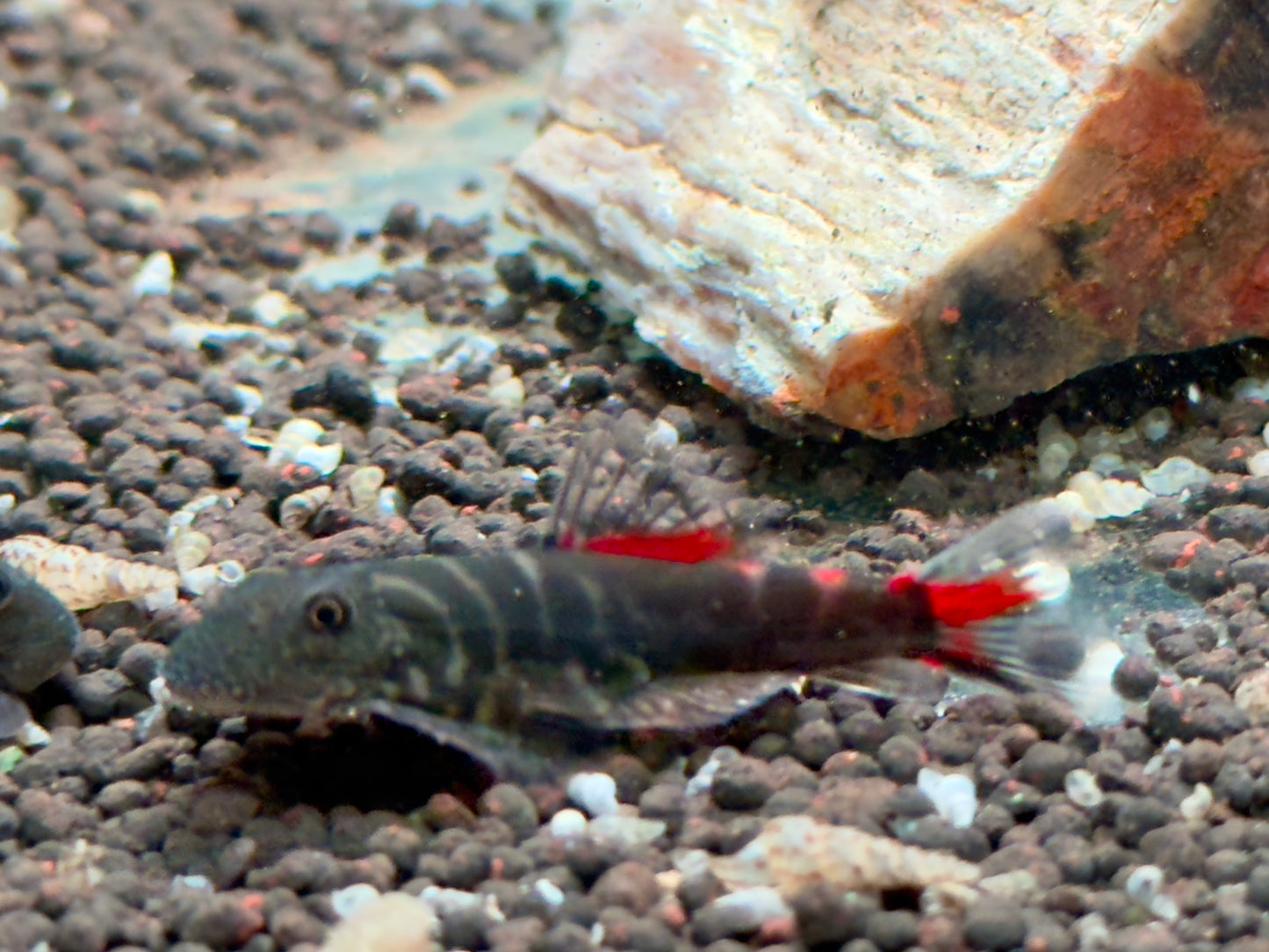 Bloody Mary Flossensauger Gastromyzon sp.