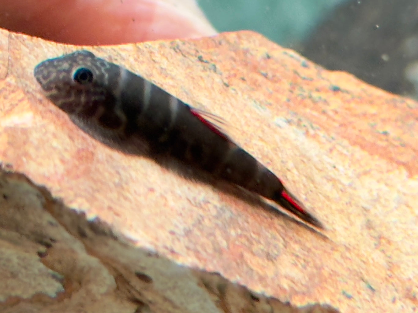 Bloody Mary Flossensauger Gastromyzon sp.