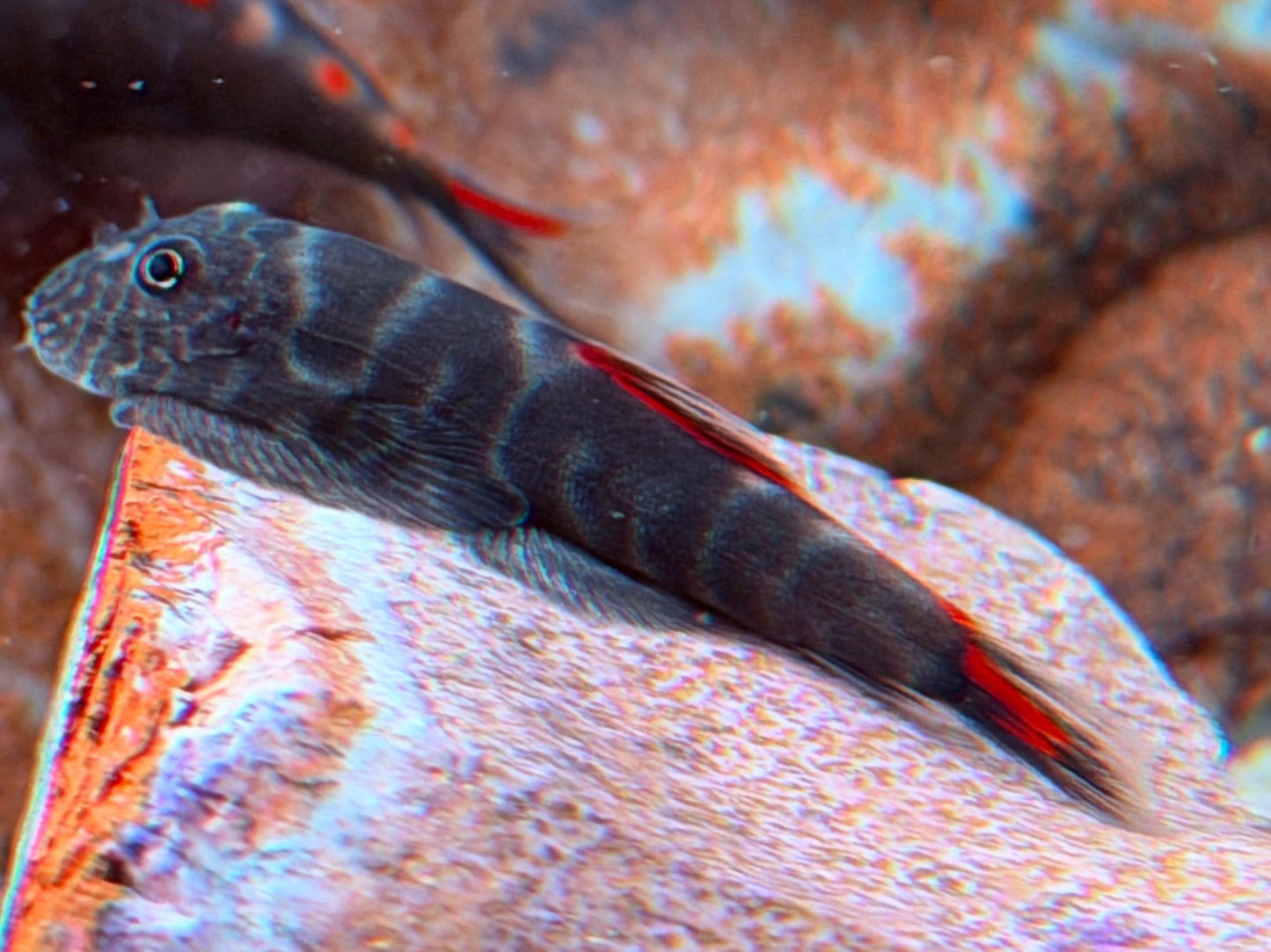 Bloody Mary Flossensauger Gastromyzon sp.