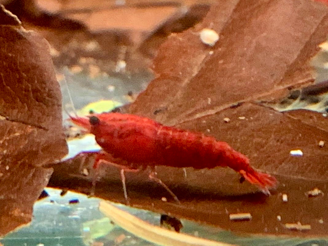 Bloody Mary Garnele Neocaridina davidi