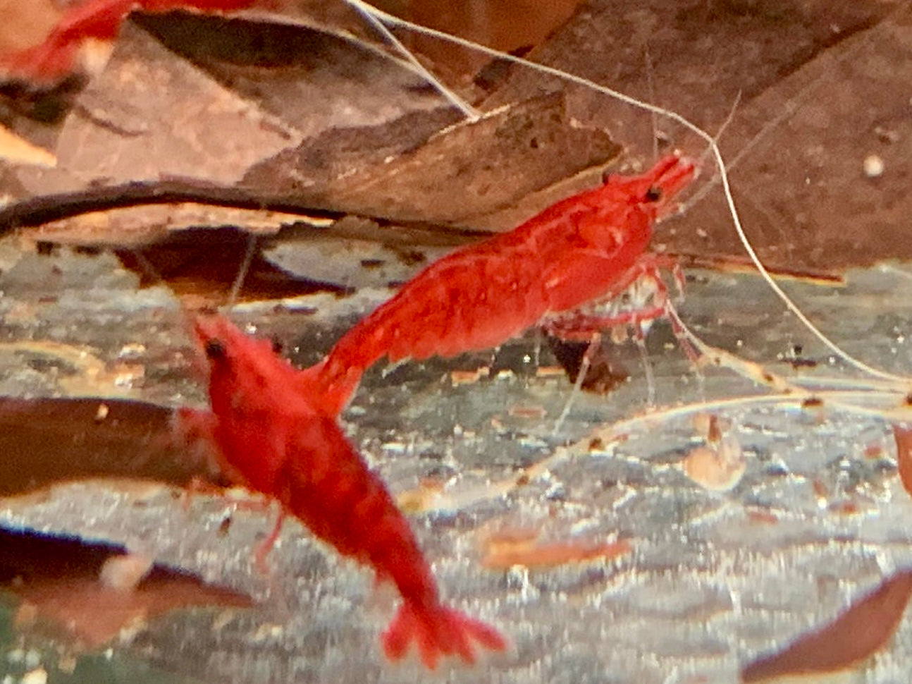 Bloody Mary Garnele Neocaridina davidi