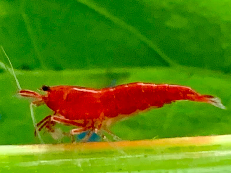 Bloody Mary Garnele Neocaridina davidi