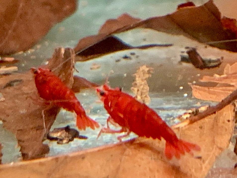 Bloody Mary Garnele Neocaridina davidi