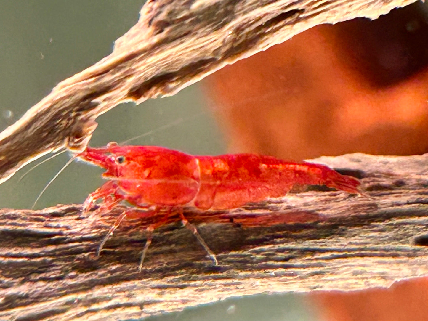 Bloody Mary Garnele Neocaridina davidi