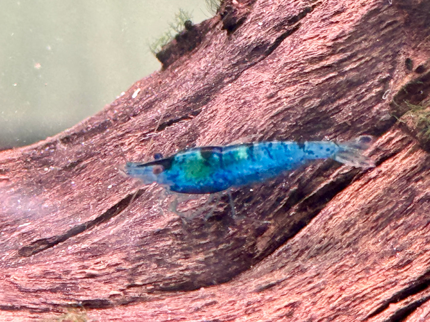 Blue Diamond Garnele Blaue Zwerggarnele Neocaridina davidi
