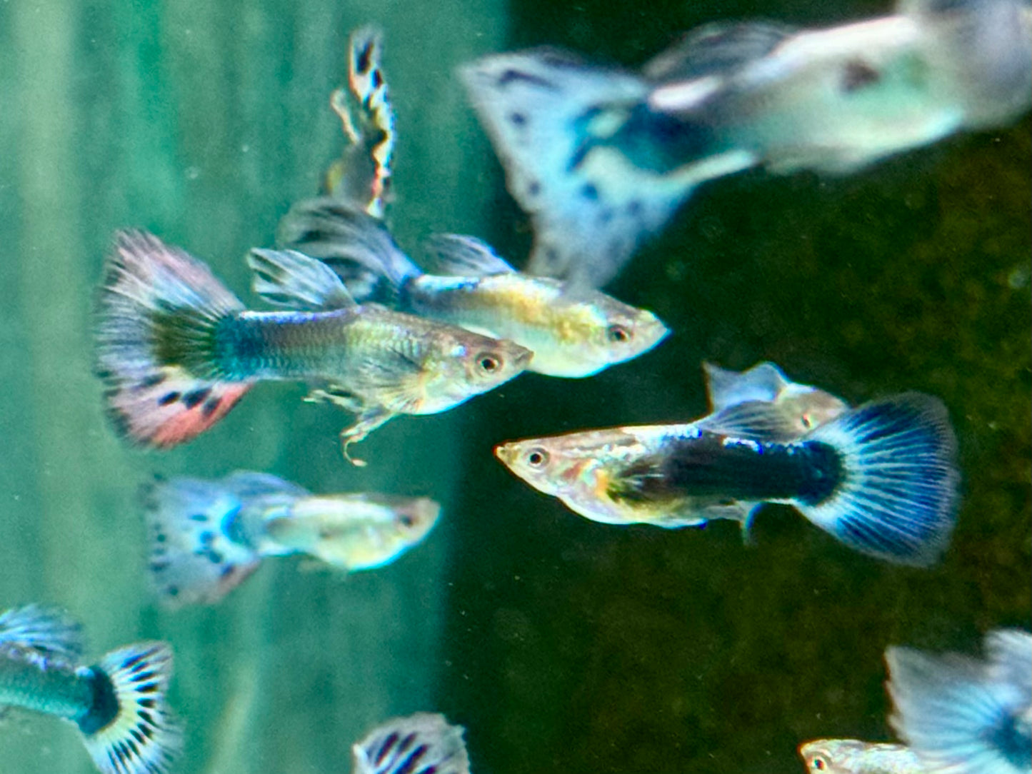 Blue Dumbo Guppy Poecilia reticulata Männchen
