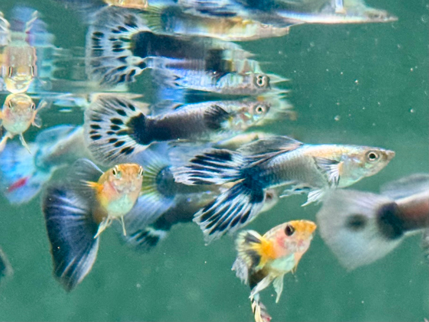 Blue Dumbo Guppy Poecilia reticulata Männchen