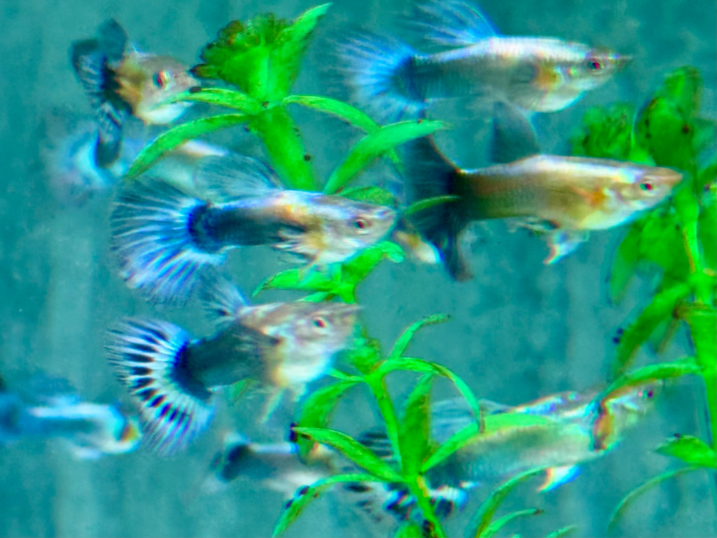 Blue Dumbo Guppy Poecilia reticulata Männchen
