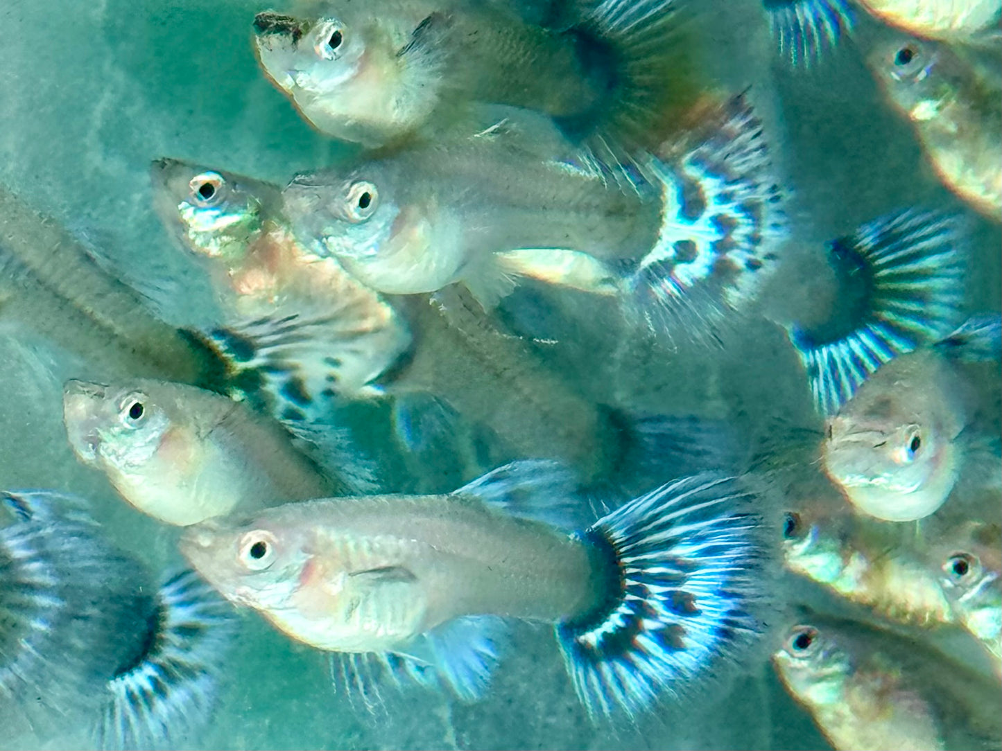 Blue Dumbo Guppy Poecilia reticulata Weibchen