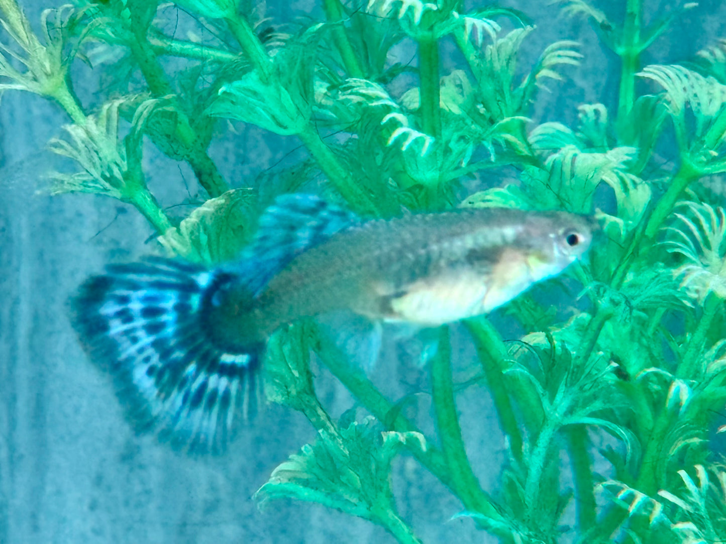 Blue Dumbo Guppy Poecilia reticulata Weibchen