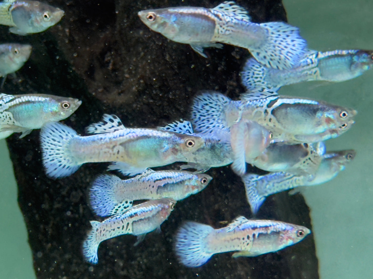 Blue Grass pruple Guppy Poecilia reticulata Männchen