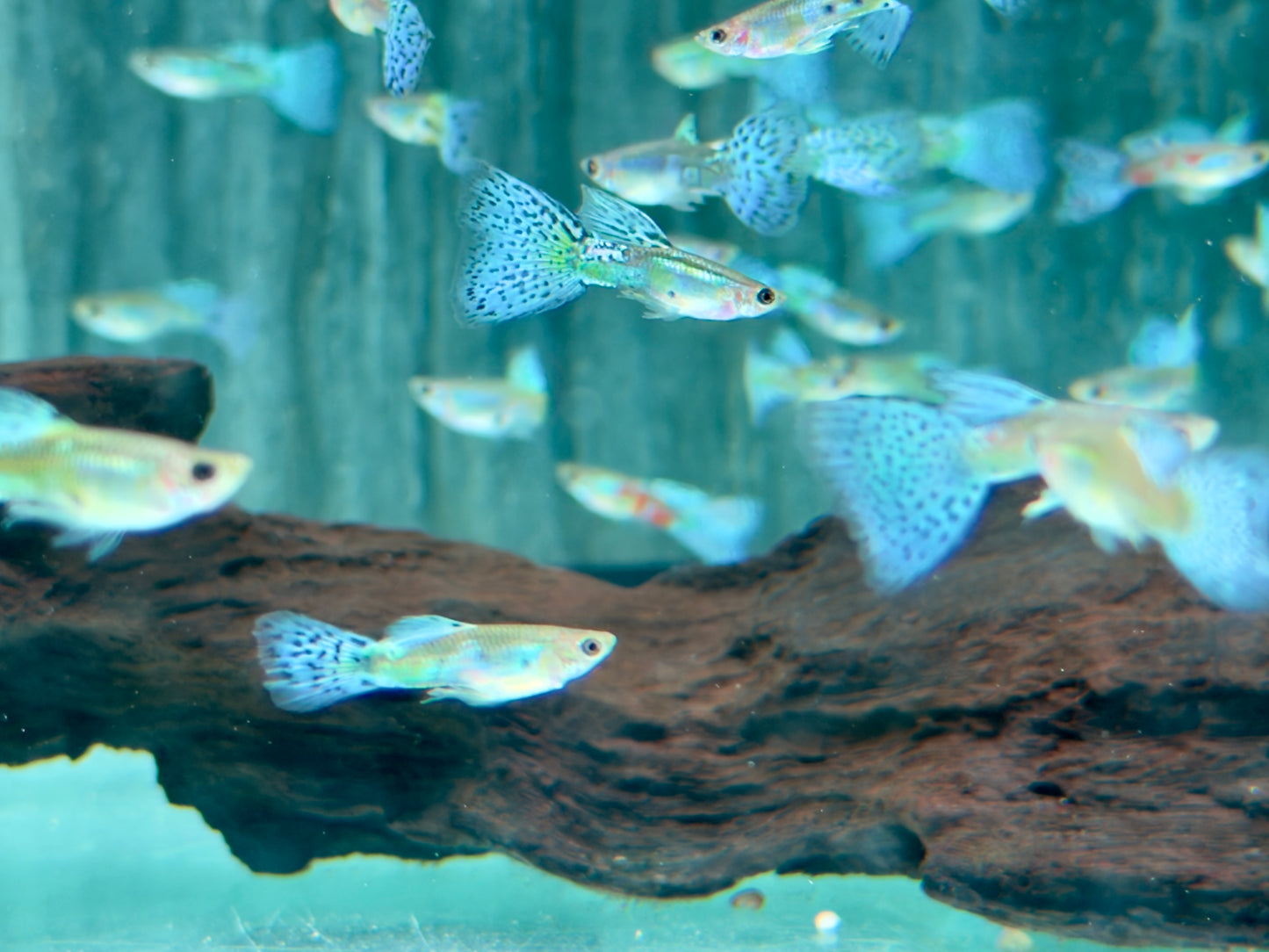 Blue Grass Guppy Poecilia reticulata Männchen