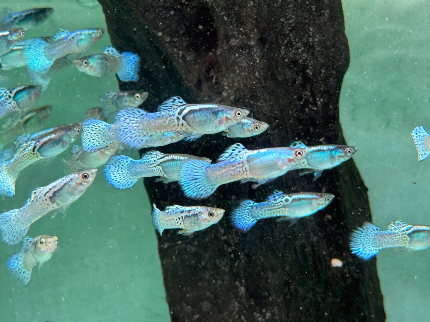 Blue Grass pruple Guppy Poecilia reticulata Männchen