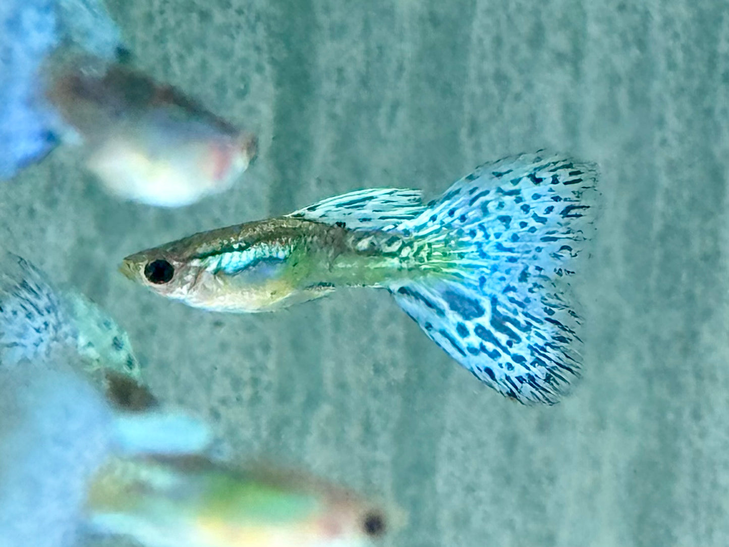 Blue Grass Guppy Poecilia reticulata Männchen