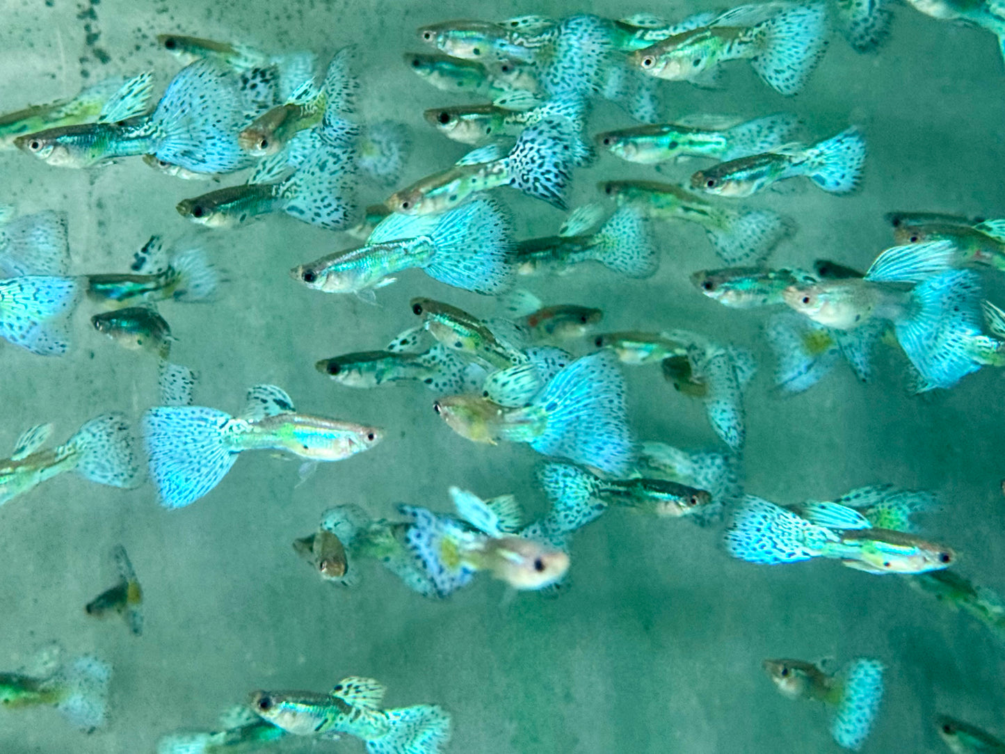 Blue Grass Guppy Poecilia reticulata Männchen