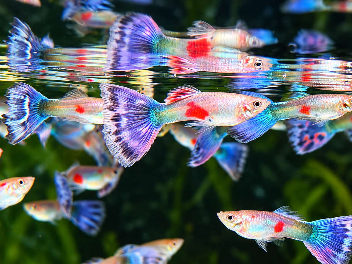 Blue Mosaik Guppy Männchen – Poecilia reticulata