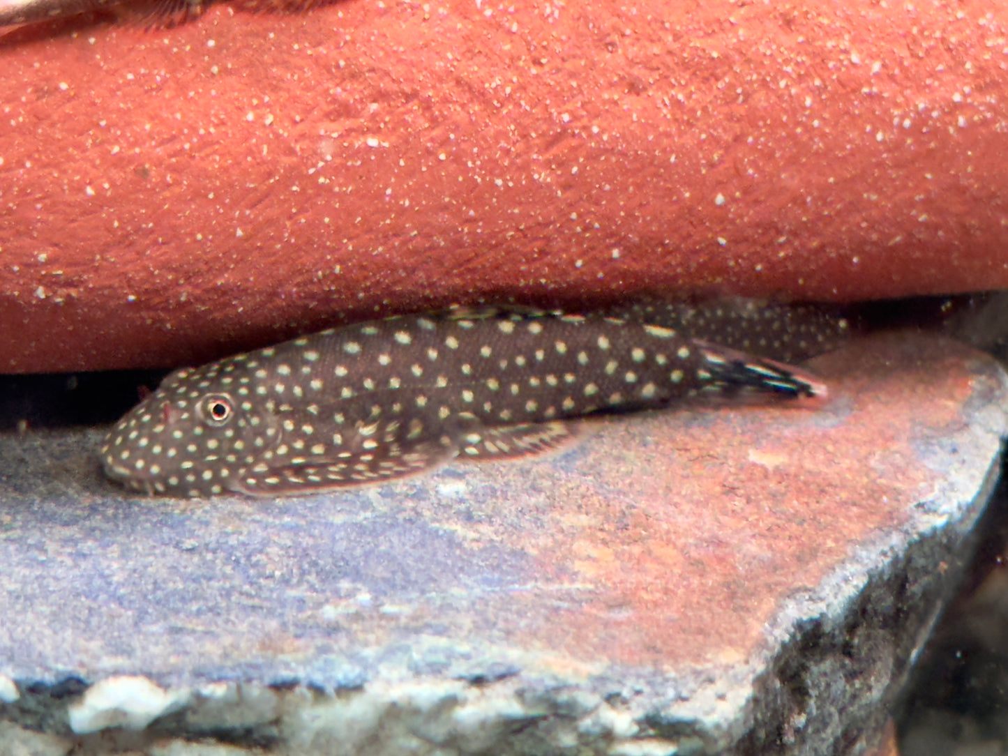 Blue Tail Flossensauger Gastromyzon sp.
