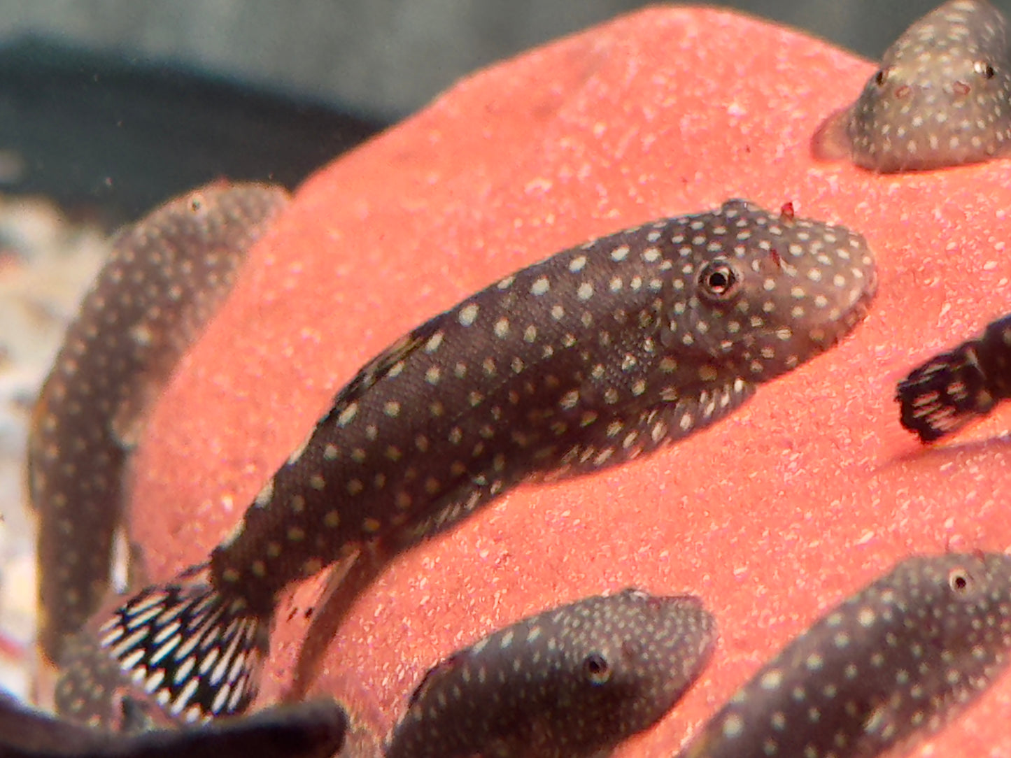 Blue Tail Flossensauger Gastromyzon sp.
