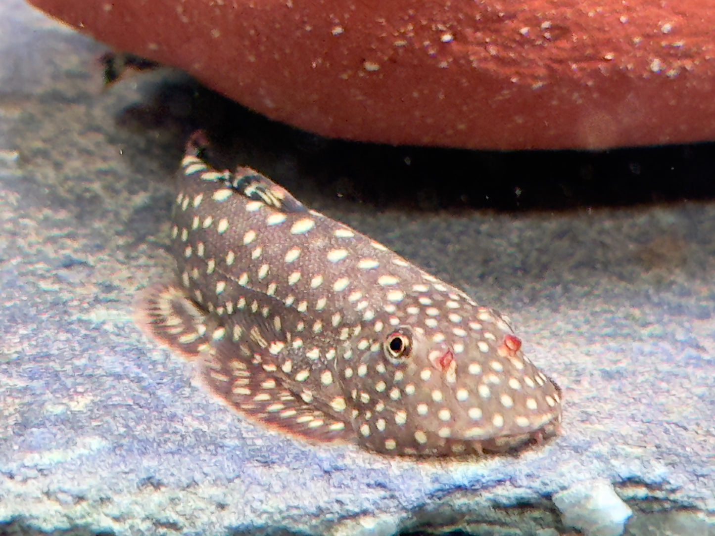Blue Tail Flossensauger Gastromyzon sp.